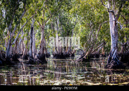 Marais aux plaines de Bamurru. À vitesse lente, le bateau glisse silencieusement dans la forêt. Les eucalyptus, si typiques de l'Australie, se sont adaptés aux inondations annuelles récurrentes pendant la saison des pluies Banque D'Images