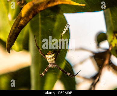 Andrews Cross Spider en Australie du Nord. L'araignée croisée non toxique de St. Andrew est ainsi nommée parce qu'elle attend des proies dans son Web avec huit jambes disposées par paires comme une croix de St. Andrew Banque D'Images