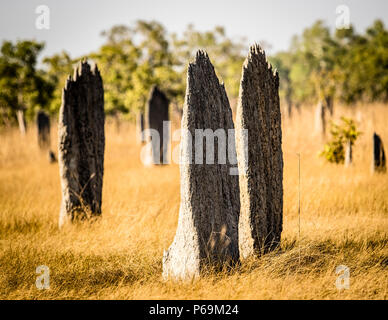 Les termites magnétiques construisent leurs monticules étroits exactement dans la direction nord-sud en Australie du Nord Banque D'Images