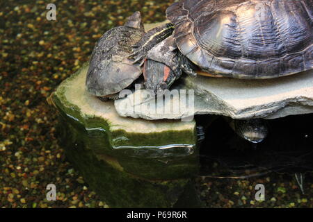 Tortues d'eau douce vivant dans le lac. Banque D'Images