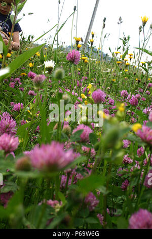 Fleurs sauvages dans la prairie Banque D'Images