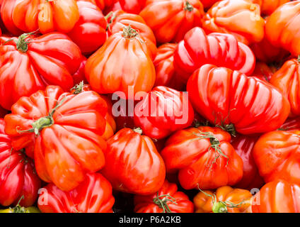 Oxheart tomato est un grand type beefsteak tomate, ressemblant à un coeur de boeuf, qui est une douce rose rouge de fruits très faible dans les semences Banque D'Images