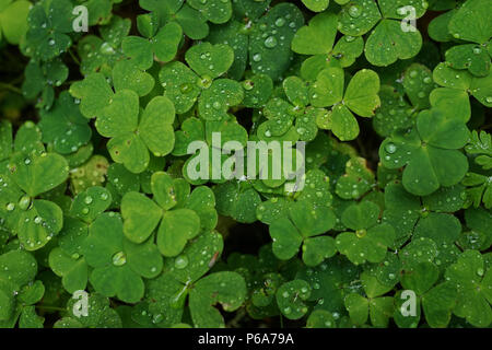 Près d'un livre vert les feuilles de trèfle avec de minuscules gouttes de pluie sur eux Banque D'Images