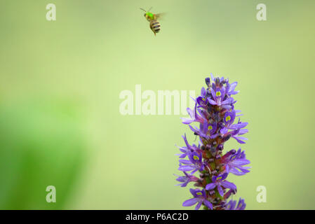 Violet haut tête de fleur mince avec l'abeille volant loin Veronica spicata Banque D'Images