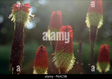 Close-up de Kniphofia fleurs Banque D'Images