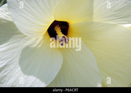 Gros plan d'une fleur d'Abelmoschus esculentus (Okra) Banque D'Images