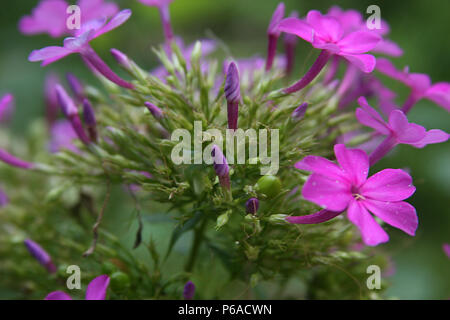 Close up de lauriers roses fleurs Banque D'Images