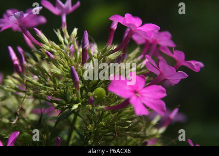 Close up de lauriers roses fleurs Banque D'Images