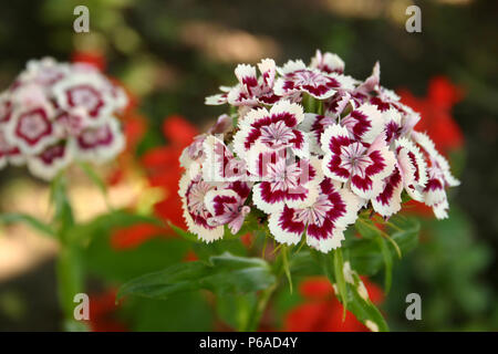 Close-up de Dianthus en fleur Banque D'Images