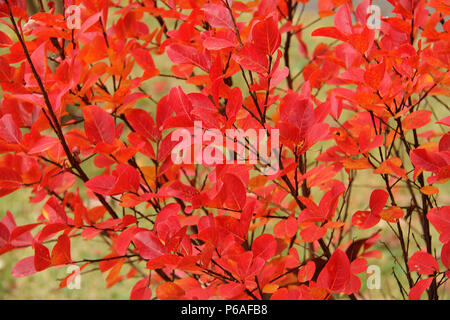 Feuilles rouges d'arbustes de myrte de colza en automne Banque D'Images