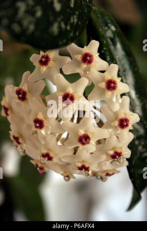 Hoya carnosa grappe de fleurs avec des gouttes de nectar Banque D'Images