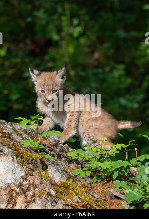 Bébé Lynx sur Rock. Banque D'Images