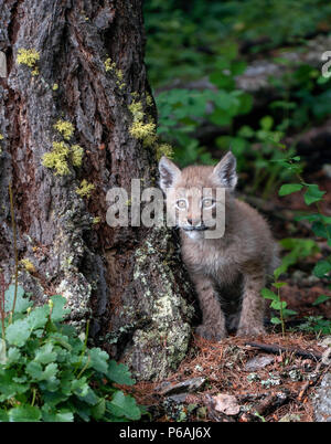 Bébé curieux Lynx Banque D'Images