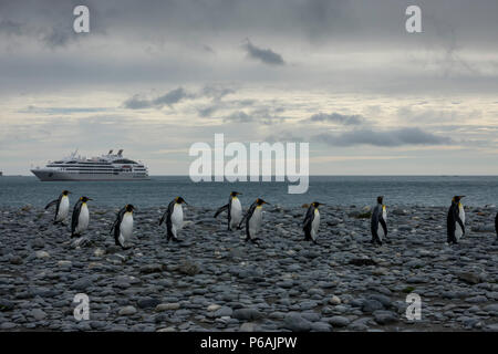 Le manchot royal retour à l'énorme colonie située à la plaine de Salisbury, South Georgia Island, avec le Lyrial en arrière-plan Banque D'Images