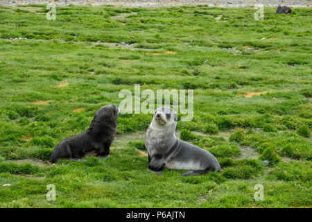 Deux jeunes phoques à fourrure de l'Antarctique à la plaine de Salisbury, South Georgia Island, dont l'une est la mue sa fourrure. Banque D'Images