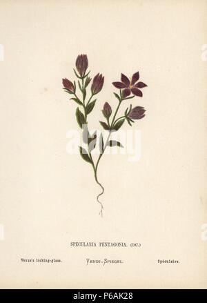 La Vénus à Legousia pentagonia, verre. Chromolithographie d'une illustration botanique par Hannah Zeller à partir de ses propres fleurs sauvages de la Terre sainte," James Nisbet, Londres, 1876. Hannah Zeller (1838-1922) était un missionnaire suisse qui herborise près de Nazareth depuis de nombreuses années. Banque D'Images