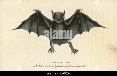 Une plus grande chauve-souris bouledogue ou pêcheur Noctilio leporinus, bat. Péruvien (bat, Vespertilio leporinus) Illustration copiée de comt de Buffon. Coloriée à la gravure sur cuivre à partir de 'Le Naturalist's Pocket Magazine," Harrison, Londres, 1802. Banque D'Images