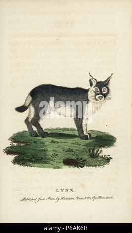 Le lynx d'Eurasie, Lynx lynx. Illustration copiée de Comte de Buffon. Coloriée à la gravure sur cuivre à partir de 'Le Naturalist's Pocket Magazine," Harrison, Londres, 1800. Banque D'Images