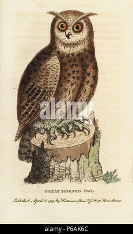 Grand-duc d'Amérique, Bubo virginianus. Illustration copiée de George Edwards. Coloriée à la gravure sur cuivre à partir de 'Le Naturalist's Pocket Magazine," Harrison, Londres, 1799. Banque D'Images