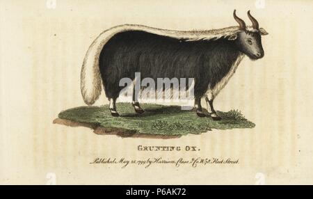 Yack, Bos grunniens et Bos mutus. (Grognements ox, Bos gruniens). Vulnérables. Coloriée à la gravure sur cuivre à partir de 'Le Naturalist's Pocket Magazine," Harrison, Londres, 1799. Banque D'Images