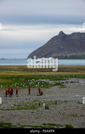 Les passagers des navires de croisière de l'expédition et le manchot royal devant le Lyrial à Fortuna Bay, South Georgia Island Banque D'Images