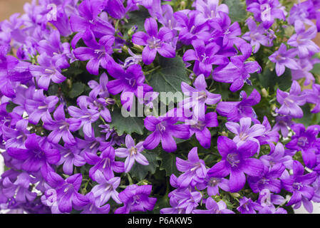 Fleurs de couleur violet heliotropium closeup Banque D'Images