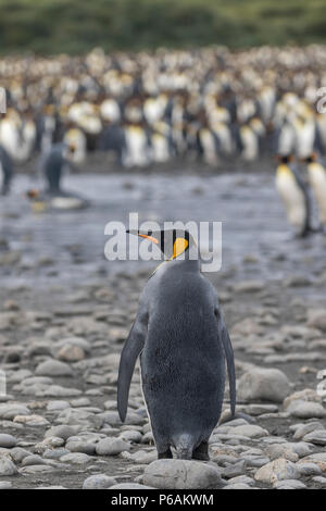 Le roi penguinin avant de l'énorme colonie à la plaine de Salisbury, South Georgia Island Banque D'Images