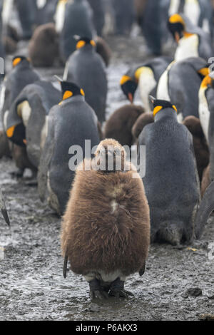 Fluffy brown King Penguin chick montrant des signes de plumes adultes venant par, la plaine de Salisbury, South Georgia Island Banque D'Images