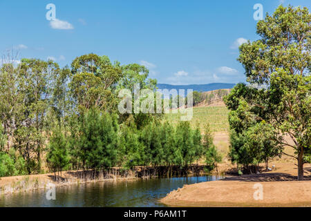Hollydene Estate Wines situé dans la partie supérieure en plaines Jerrys Hunter Banque D'Images