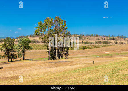 Hollydene Estate Wines situé dans la partie supérieure en plaines Jerrys Hunter Banque D'Images