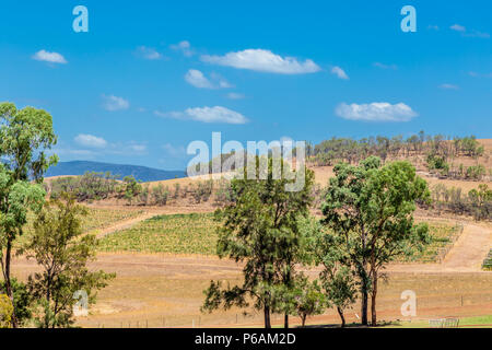 Hollydene Estate Wines situé dans la partie supérieure en plaines Jerrys Hunter Banque D'Images