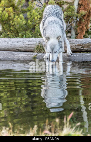 Loup blanc solitaire d'un étang d'eau potable Banque D'Images