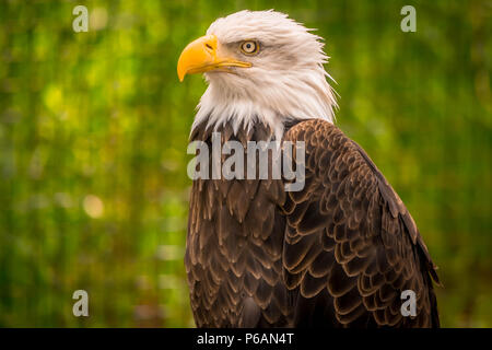 Aigle à tête blanche avec fond vert floue Banque D'Images