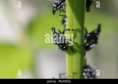 PA:close up d'un Lanternfly Lycorma tacheté (delicatula) nymphe sur un arbre du ciel.. des gaules À ce stade, ils sont noirs avec des taches blanches.