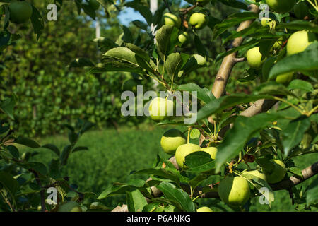 Branches d'un arbre de la Granny Smith apple cultivar, pleine de mûrissement des fruits. Il est tout à fait un jeune arbre sur une première journée d'été. Banque D'Images