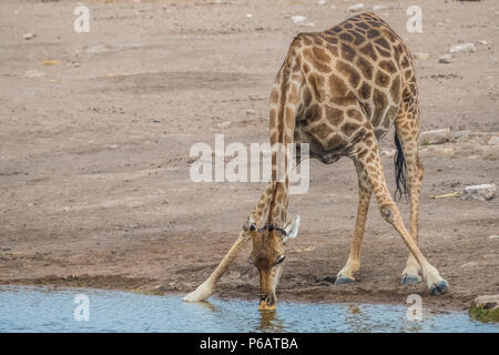 Les Girafes à genoux au Klein Namutoni trou d'eau pour étancher leur soif, Etosha National Park, Namibie Banque D'Images