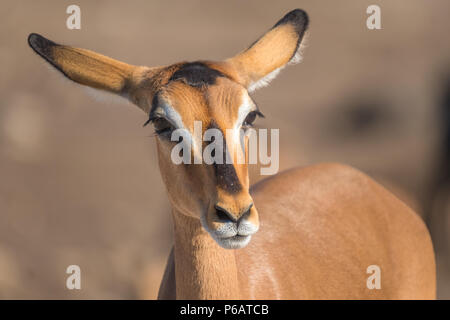 Les impalas à face noire, plus grand, plus sombre et plus rare que la politique commune de l'impala, près de l'Chudop waterhole, Namutoni, Etosha National Park, Namibie Banque D'Images