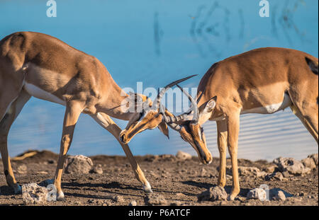 Les impalas à face noire désaccord près du Chudop waterhole, Namutoni, Etosha National Park, Namibie. Cette espèce d'impala est plus grand, plus sombre et rar Banque D'Images