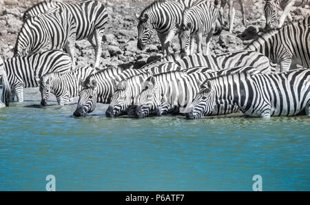 D'énormes troupeaux de zèbres du Buchell concentrées autour de l'Okaukeujo Waterhole, Etosha National Park, Namibie. Le nombre et la densité des troupeaux ont été r Banque D'Images