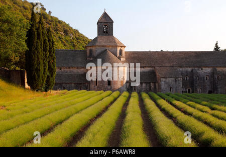 France, Provence Alpes Cote d'Azur, département de Vaucluse (84), Gordes (plus beaux villages de France), Abbaye de Sénanque Banque D'Images