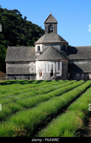 France, Provence Alpes Cote d'Azur, département de Vaucluse (84), Gordes (plus beaux villages de France), Abbaye de Sénanque Banque D'Images