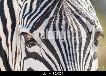 Le zèbre de Burchell grands troupeaux sur la bordure sud de l'Etosha près du camp de Namutoni, Etosha National Park, Namibie Banque D'Images