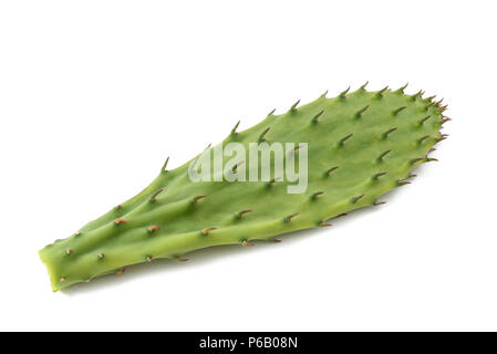 Cactus leaf isolated on white Banque D'Images