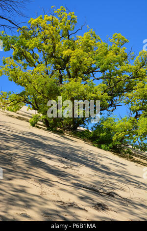 Une black oak est lentement avalé par le Mount Baldy, des dunes de sable qui se déplace sur les 4-pieds par an, à l'Indiana Dunes National Park Banque D'Images