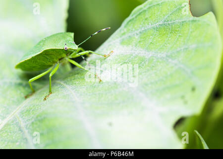 Green stink bug ou bogue, soldat vert Chinavia hilaris Banque D'Images