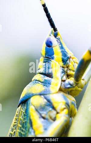 Poekilocerus pictus, peint ou de couleur ou ak grasshopper trouvés dans le sous-continent indien se nourrit de la plante toxique Calotropis gigantea Banque D'Images