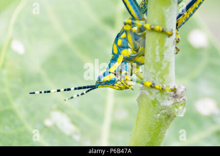 Poekilocerus pictus, peint ou de couleur ou ak grasshopper trouvés dans le sous-continent indien se nourrit de la plante toxique Calotropis gigantea Banque D'Images