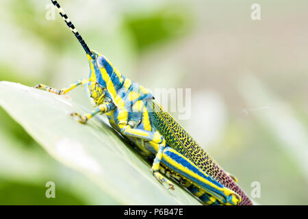 Poekilocerus pictus, peint ou de couleur ou ak grasshopper trouvés dans le sous-continent indien se nourrit de la plante toxique Calotropis gigantea Banque D'Images