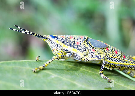 Poekilocerus pictus, peint immatures ou grande sauterelle colorés trouvés en sous-continent indien, également appelé sauterelle ak Banque D'Images