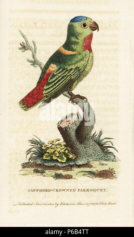 Blue-couronné pendaison-perroquet, Loriculus galgulus (Saphir-couronné parroquet). Coloriée à la gravure sur cuivre à partir de 'Le Naturalist's Pocket Magazine," Harrison, Londres, 1799. Banque D'Images